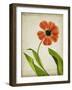 Parchment Flowers V-Judy Stalus-Framed Art Print