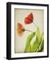 Parchment Flowers VI-Judy Stalus-Framed Art Print