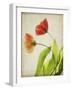 Parchment Flowers VI-Judy Stalus-Framed Art Print