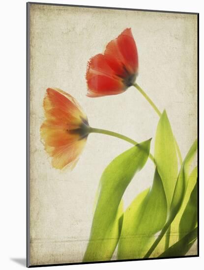 Parchment Flowers VI-Judy Stalus-Mounted Art Print