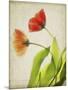 Parchment Flowers VI-Judy Stalus-Mounted Art Print