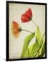 Parchment Flowers VI-Judy Stalus-Framed Art Print