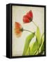 Parchment Flowers VI-Judy Stalus-Framed Stretched Canvas