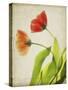 Parchment Flowers VI-Judy Stalus-Stretched Canvas