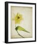 Parchment Flowers VII-Judy Stalus-Framed Art Print