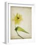 Parchment Flowers VII-Judy Stalus-Framed Art Print