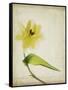 Parchment Flowers VII-Judy Stalus-Framed Stretched Canvas