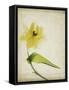 Parchment Flowers VII-Judy Stalus-Framed Stretched Canvas