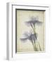 Parchment Flowers VIII-Judy Stalus-Framed Art Print