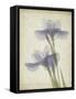 Parchment Flowers VIII-Judy Stalus-Framed Stretched Canvas