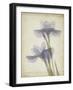 Parchment Flowers VIII-Judy Stalus-Framed Art Print