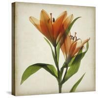 Parchment Flowers X-Judy Stalus-Stretched Canvas
