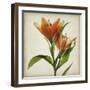 Parchment Flowers X-Judy Stalus-Framed Art Print