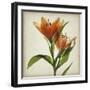 Parchment Flowers X-Judy Stalus-Framed Art Print