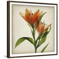 Parchment Flowers X-Judy Stalus-Framed Premium Giclee Print