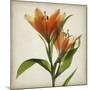 Parchment Flowers X-Judy Stalus-Mounted Premium Giclee Print