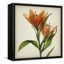 Parchment Flowers X-Judy Stalus-Framed Stretched Canvas