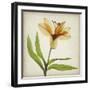 Parchment Flowers XI-Judy Stalus-Framed Art Print