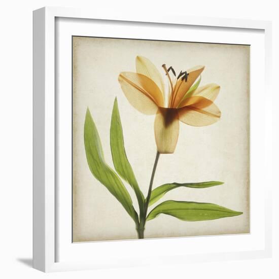 Parchment Flowers XI-Judy Stalus-Framed Art Print