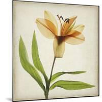 Parchment Flowers XI-Judy Stalus-Mounted Art Print