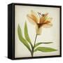 Parchment Flowers XI-Judy Stalus-Framed Stretched Canvas