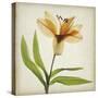 Parchment Flowers XI-Judy Stalus-Stretched Canvas