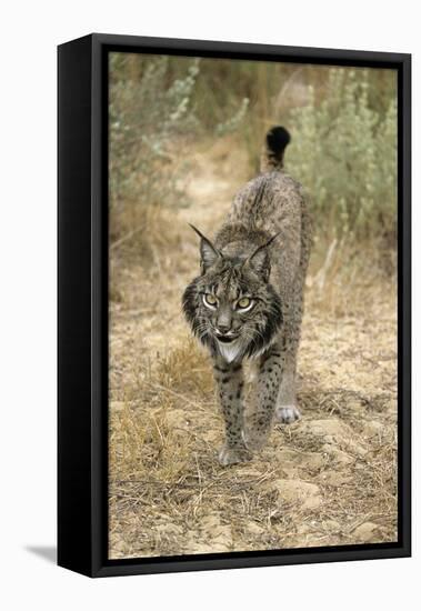 Pardel Lynx, Iberian Lynx-null-Framed Stretched Canvas