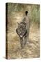 Pardel Lynx, Iberian Lynx-null-Stretched Canvas