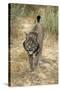 Pardel Lynx, Iberian Lynx-null-Stretched Canvas