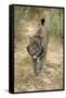 Pardel Lynx, Iberian Lynx-null-Framed Stretched Canvas