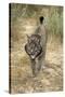 Pardel Lynx, Iberian Lynx-null-Stretched Canvas