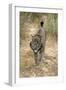 Pardel Lynx, Iberian Lynx-null-Framed Photographic Print