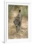 Pardel Lynx, Iberian Lynx-null-Framed Photographic Print