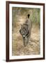 Pardel Lynx, Iberian Lynx-null-Framed Photographic Print