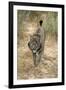 Pardel Lynx, Iberian Lynx-null-Framed Photographic Print