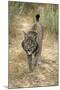 Pardel Lynx, Iberian Lynx-null-Mounted Photographic Print