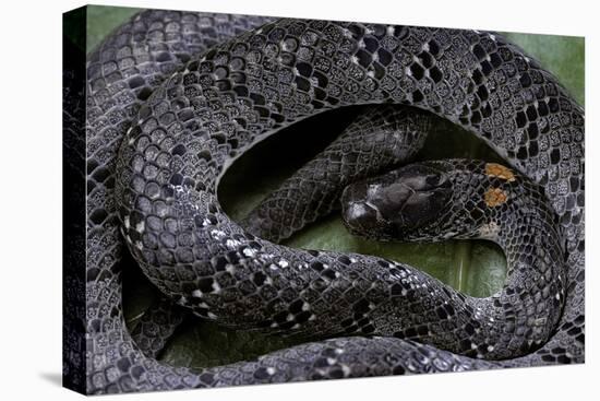 Pareas Margaritophorus (Asian Snail-Eating Snake)-Paul Starosta-Stretched Canvas