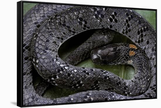 Pareas Margaritophorus (Asian Snail-Eating Snake)-Paul Starosta-Framed Stretched Canvas