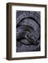 Pareas Margaritophorus (Asian Snail-Eating Snake)-Paul Starosta-Framed Photographic Print