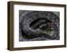 Pareas Margaritophorus (Asian Snail-Eating Snake)-Paul Starosta-Framed Photographic Print