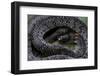 Pareas Margaritophorus (Asian Snail-Eating Snake)-Paul Starosta-Framed Photographic Print