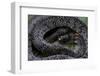 Pareas Margaritophorus (Asian Snail-Eating Snake)-Paul Starosta-Framed Photographic Print