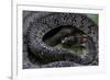 Pareas Margaritophorus (Asian Snail-Eating Snake)-Paul Starosta-Framed Photographic Print