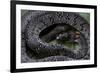 Pareas Margaritophorus (Asian Snail-Eating Snake)-Paul Starosta-Framed Photographic Print