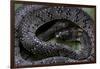 Pareas Margaritophorus (Asian Snail-Eating Snake)-Paul Starosta-Framed Photographic Print