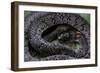 Pareas Margaritophorus (Asian Snail-Eating Snake)-Paul Starosta-Framed Photographic Print