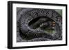 Pareas Margaritophorus (Asian Snail-Eating Snake)-Paul Starosta-Framed Photographic Print