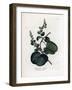 Pareira Brava Cissampelos, Cissampelos Pareira Pareira. Handcoloured Copperplate Engraving from a B-James Sowerby-Framed Giclee Print