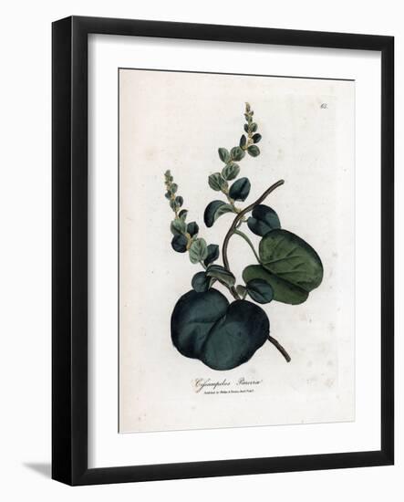 Pareira Brava Cissampelos, Cissampelos Pareira Pareira. Handcoloured Copperplate Engraving from a B-James Sowerby-Framed Giclee Print