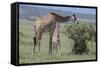 Parent and Young Giraffe-DLILLC-Framed Stretched Canvas